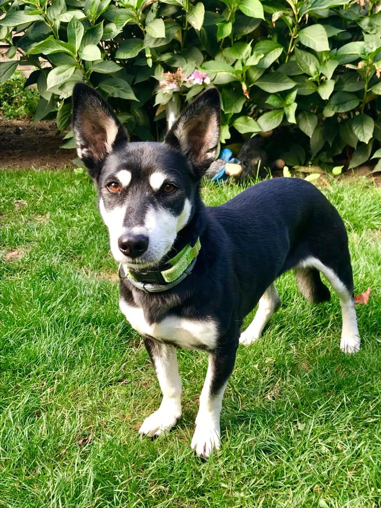 Wie Sehen Hunde Die Welt